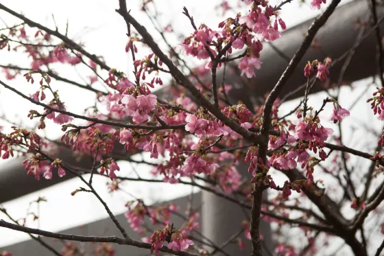 Nago Central Park, photo 3
