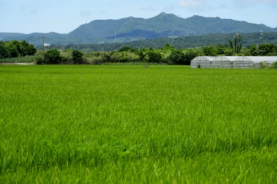Haneji Paddies Cosmos, photo 2