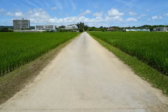 Haneji Paddies Cosmos, photo 3