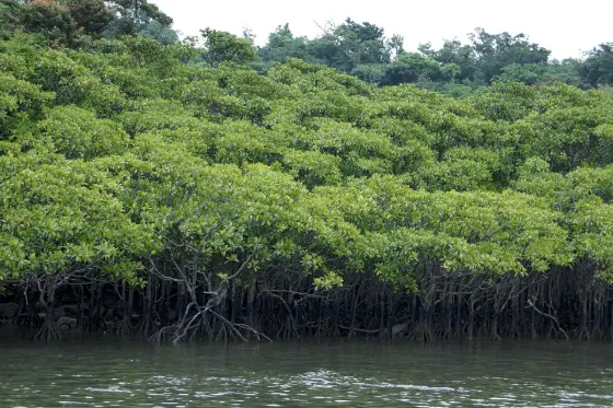 Iriomote Sagaribana, photo 2