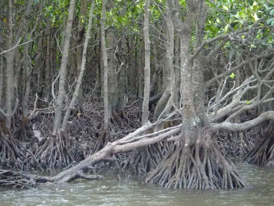 Iriomote Sagaribana, photo 3