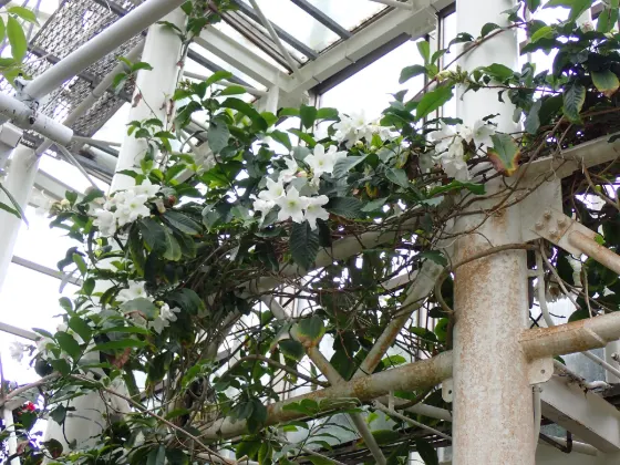Tropical Dream Center (Ocean Expo Park), photo 3