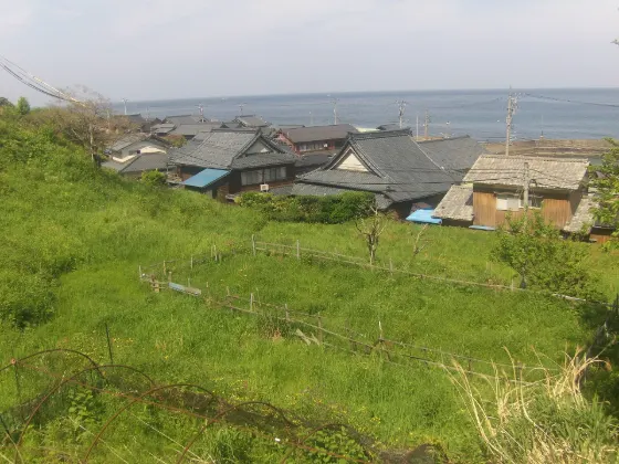 Echizen Coast Narcissus, photo 2