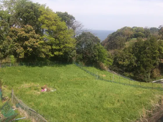 Echizen Coast Narcissus, photo 3