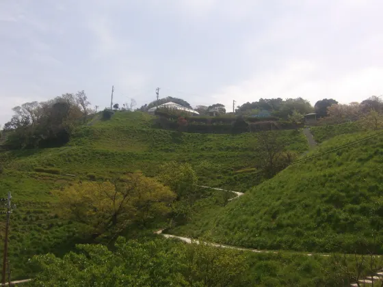 Echizen Coast Narcissus, photo 4