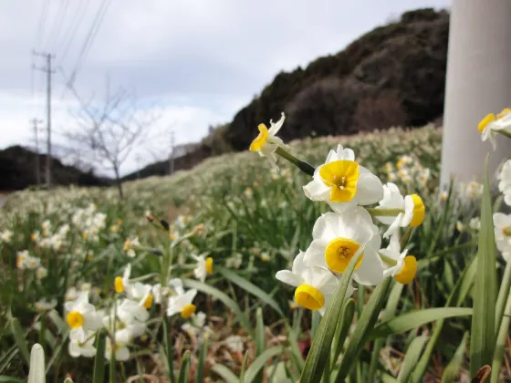 Edzuki Narcissus Road (Kyonan), photo 2