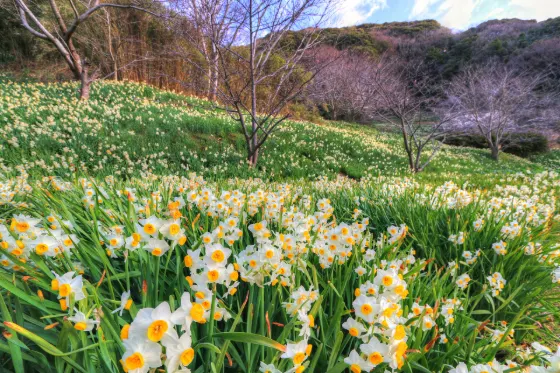 Edzuki Narcissus Road (Kyonan), photo 3