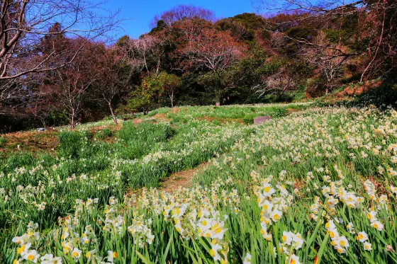 Edzuki Narcissus Road (Kyonan), photo 4
