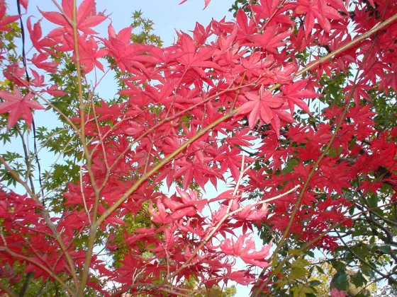 Eikando Temple, photo 2