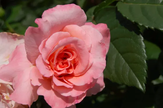 Fukuyama Rose Park, photo 2