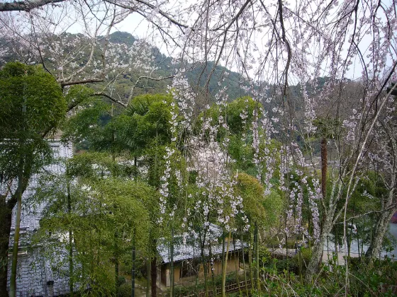 Hase-dera (Nara), photo 3