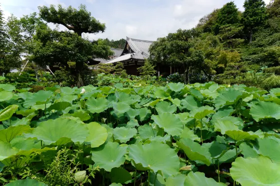 Hokongo-in Temple, photo 2
