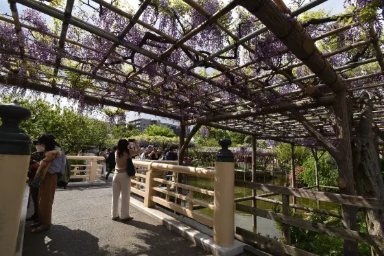 Kameido Tenjin Shrine, photo 4