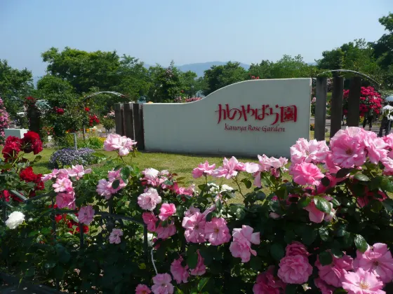 Kanoya Rose Garden, photo 2