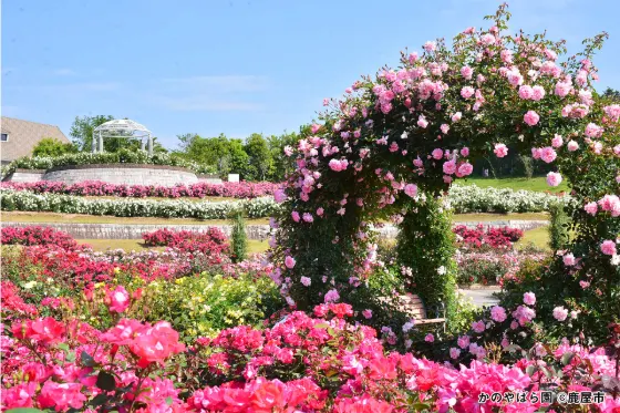 Kanoya Rose Garden, photo 3