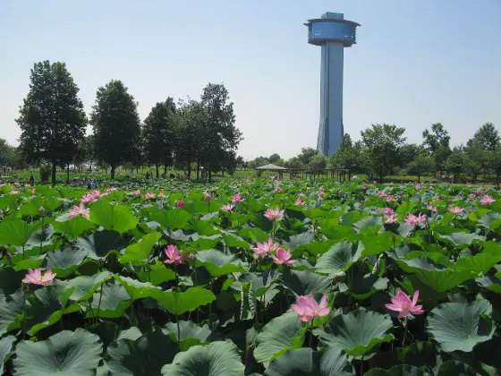 Kodaihasu no Sato (Gyoda), photo 2