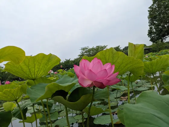 Kodaihasu no Sato (Gyoda), photo 4