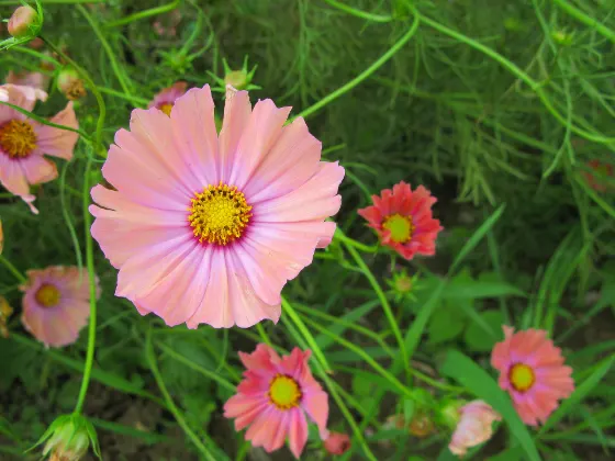 Konosu Cosmos Fields, photo 2