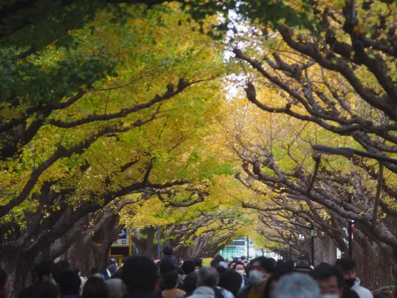 Meiji Jingu Gaien Ginkgo Avenue, photo 2