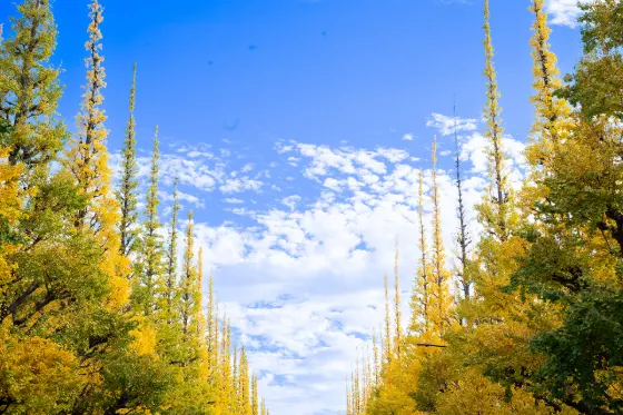Meiji Jingu Gaien Ginkgo Avenue, photo 4