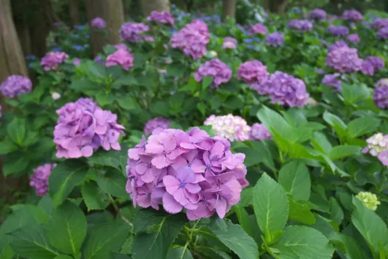 Shimoda Park, photo 2