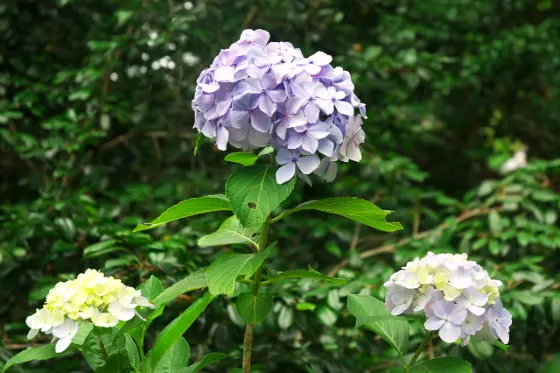 Shimoda Park, photo 4