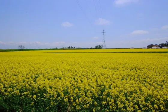Takikawa Rapeseed Fields, photo 2