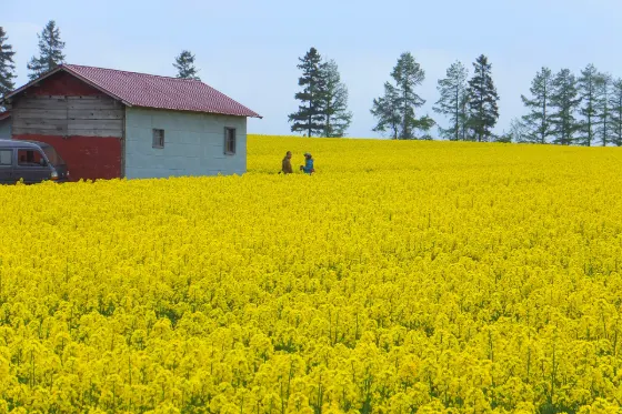 Takikawa Rapeseed Fields, photo 3