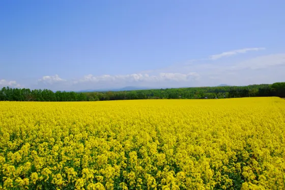 Takikawa Rapeseed Fields, photo 4