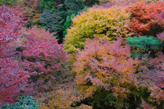 Tofuku-ji Temple, photo 4