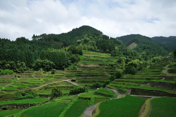 Tsuzura Terraced Rice Fields, photo 3