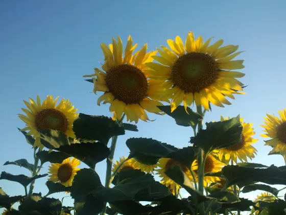 Zama Sunflower Fields, photo 2