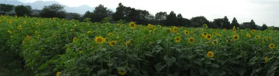 Zama Sunflower Fields, photo 3