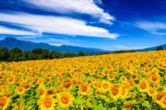 Akeno Sunflower Field, photo 2