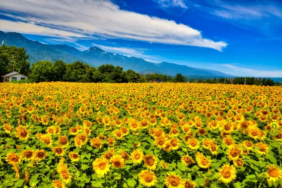 Akeno Sunflower Field, photo 3