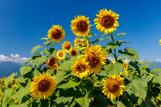 Akeno Sunflower Field, photo 4