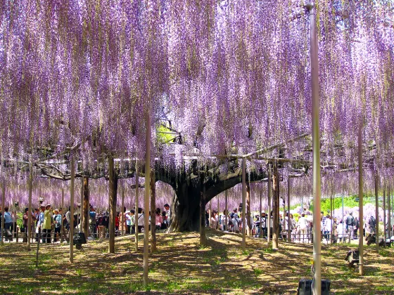 Ashikaga Flower Park (Tochigi), photo 2