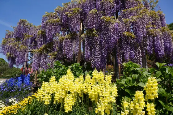 Ashikaga Flower Park (Tochigi), photo 3