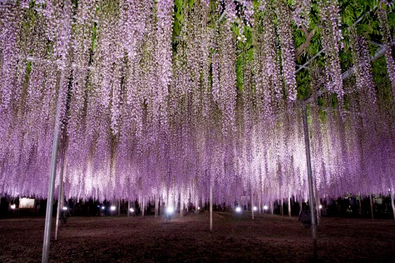 Ashikaga Flower Park (Tochigi), photo 4