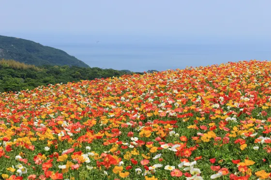 Awaji Hanasajiki (Hyogo), photo 3