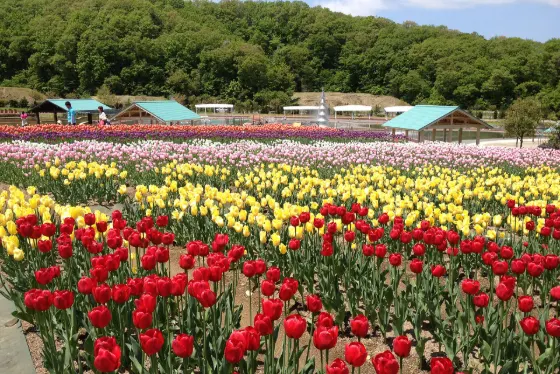 Echigo Hillside Park (Niigata), photo 2