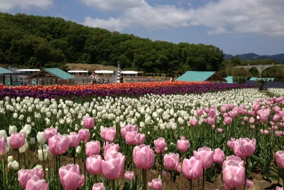Echigo Hillside Park (Niigata), photo 3