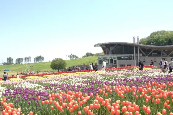 Echigo Hillside Park (Niigata), photo 4