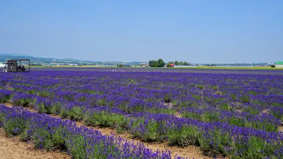 Farm Tomita, photo 4