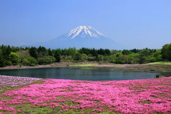 Fuji Motosuko Resort (Yamanashi), photo 4