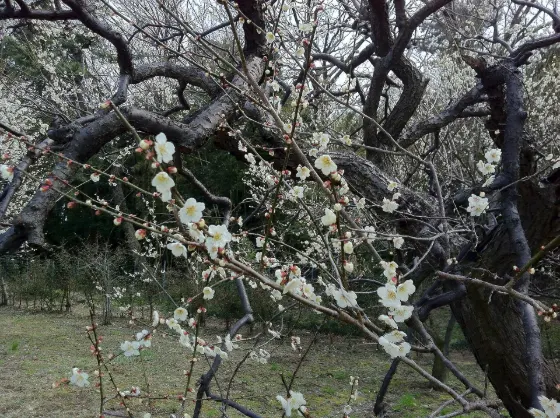 Gifu Bairin Park, photo 4