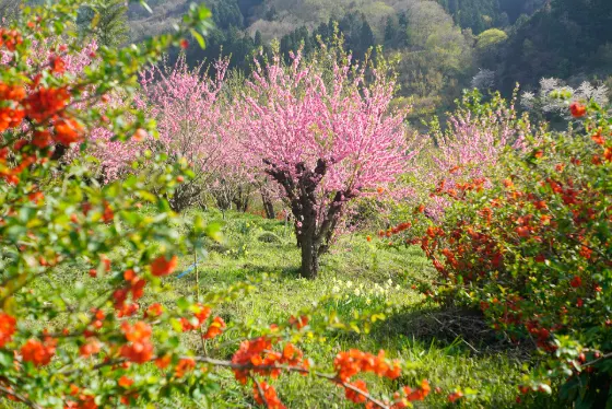 Hanamiyama Park (Fukushima), photo 2