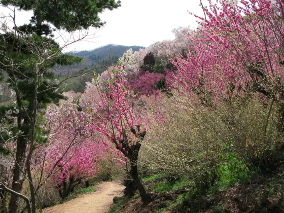 Hanamiyama Park (Fukushima), photo 3
