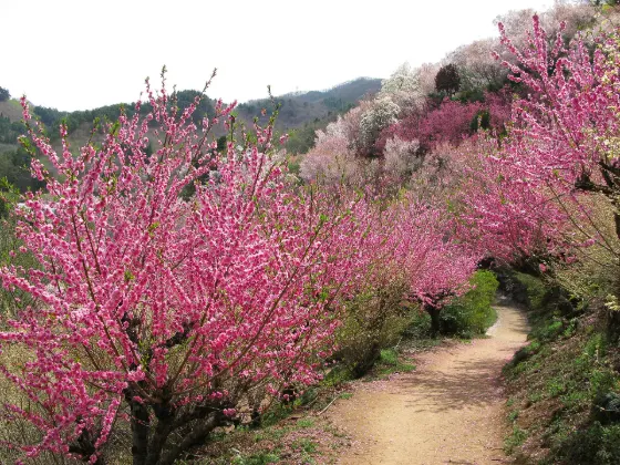 Hanamiyama Park (Fukushima), photo 4