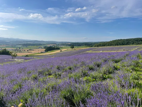 Hinode Park Lavender Garden, photo 2